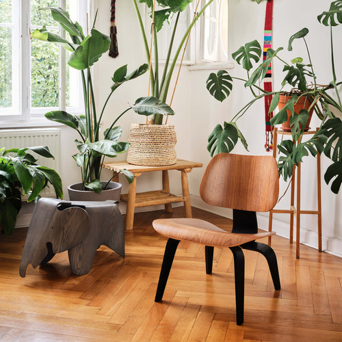 Plywood LCW 75 Anniversary